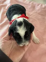 Marcia, a female Poodle - Miniature  and Sheepadoodle for sale in Leeton, MO – 1 of 2