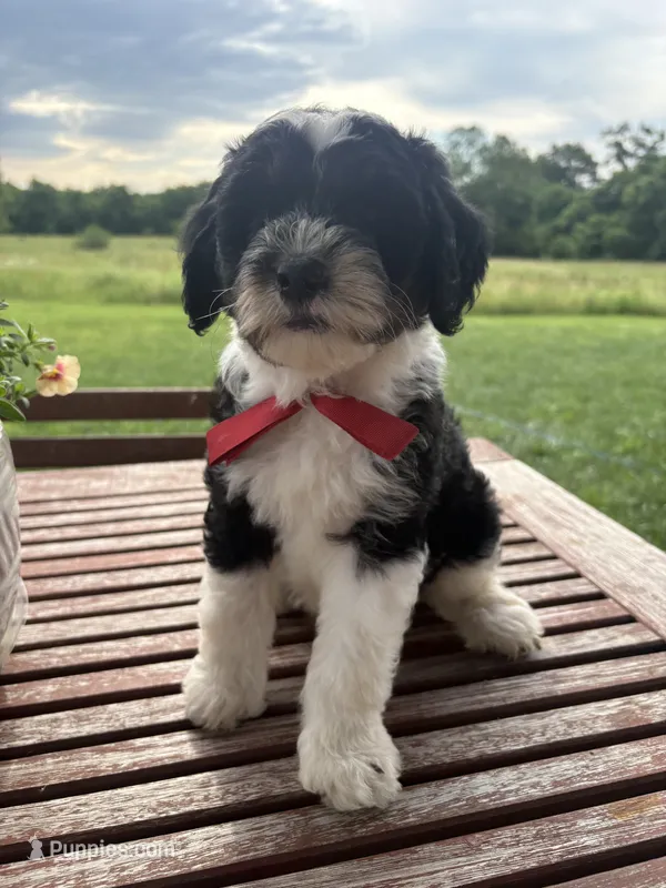 Marcia – Sheepadoodle puppy for sale in Leeton, MO
