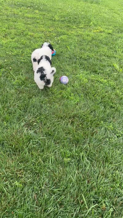 Greg , a male Sheepadoodle for sale in Leeton, MO – 2 of 10