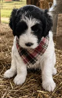 Mike, a male Sheepadoodle for sale in Leeton, MO – 4 of 9
