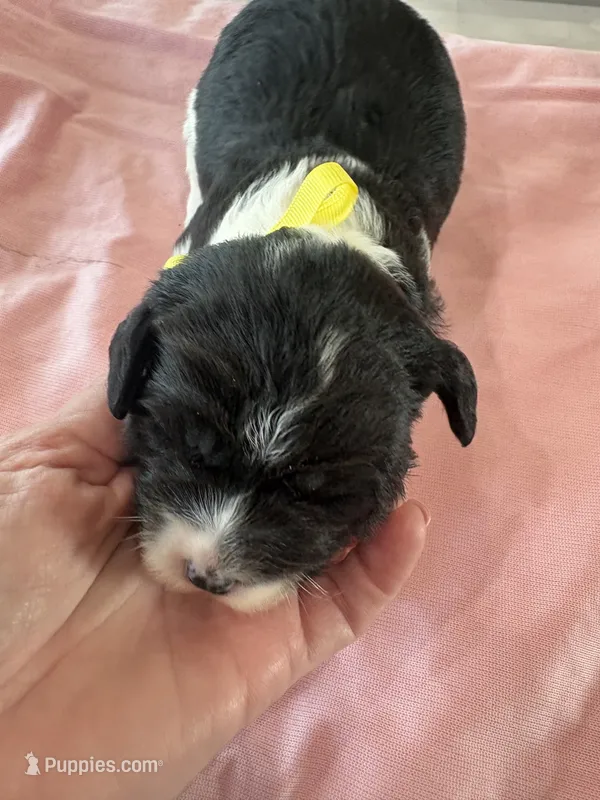 Jan – Sheepadoodle puppy for sale in Leeton, MO