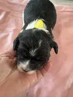 Jan, a female Sheepadoodle for sale in Leeton, MO – 1 of 2