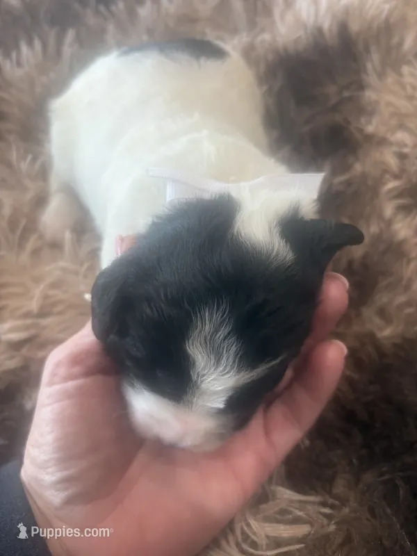Mike – Sheepadoodle puppy for sale in Leeton, MO