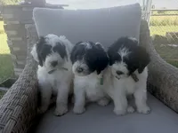 Greg , a male Sheepadoodle for sale in Leeton, MO – 7 of 10