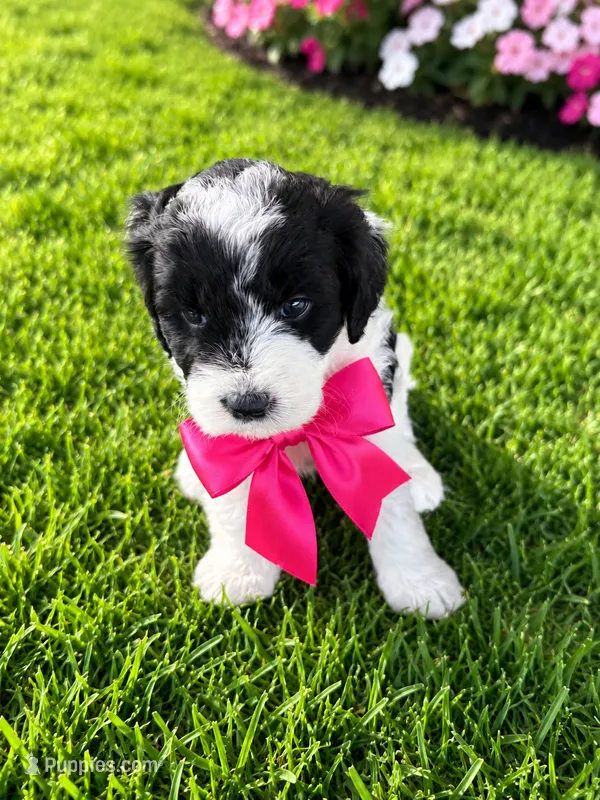 Carol – Sheepadoodle puppy for sale in Leeton, MO