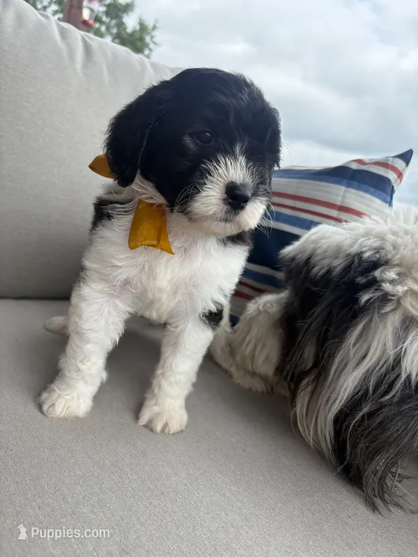 Jan – Sheepadoodle puppy on hold in Leeton, MO