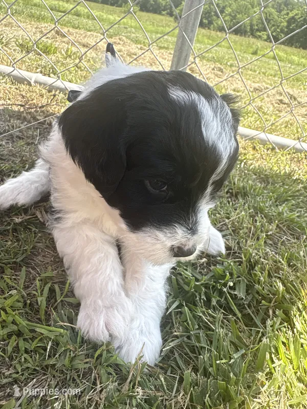 Carol – Sheepadoodle puppy for sale in Leeton, MO