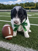 Greg , a male Sheepadoodle for sale in Leeton, MO – 6 of 10