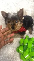 Tiny Toy, a male Yorkshire Terrier for sale in Atlanta, GA – 3 of 4