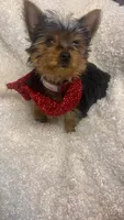 Tiny Toy, a male Yorkshire Terrier for sale in Atlanta, GA – 2 of 4