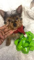 Tiny Toy, a male Yorkshire Terrier for sale in Atlanta, GA – 4 of 4