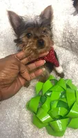 Tiny Toy, a male Yorkshire Terrier for sale in Atlanta, GA – Photo 1 of 4