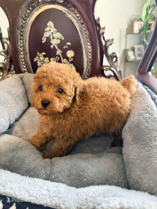 Green male – Poodle - Toy  puppy for sale in Atlanta, GA
