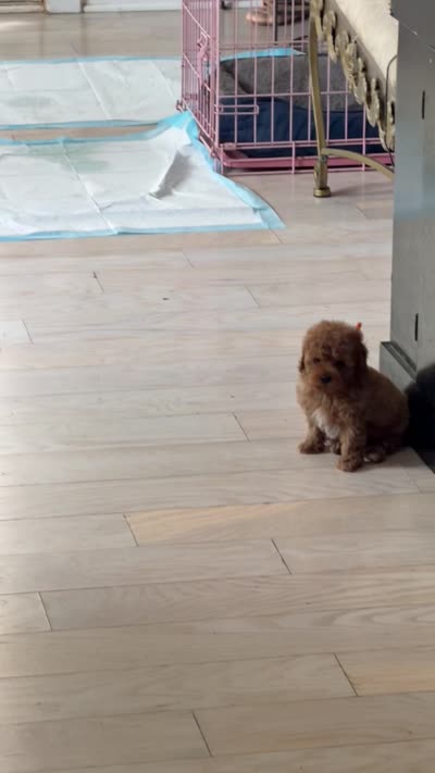 Red male, a male Poodle - Toy  for sale in Atlanta, GA – 10 of 10