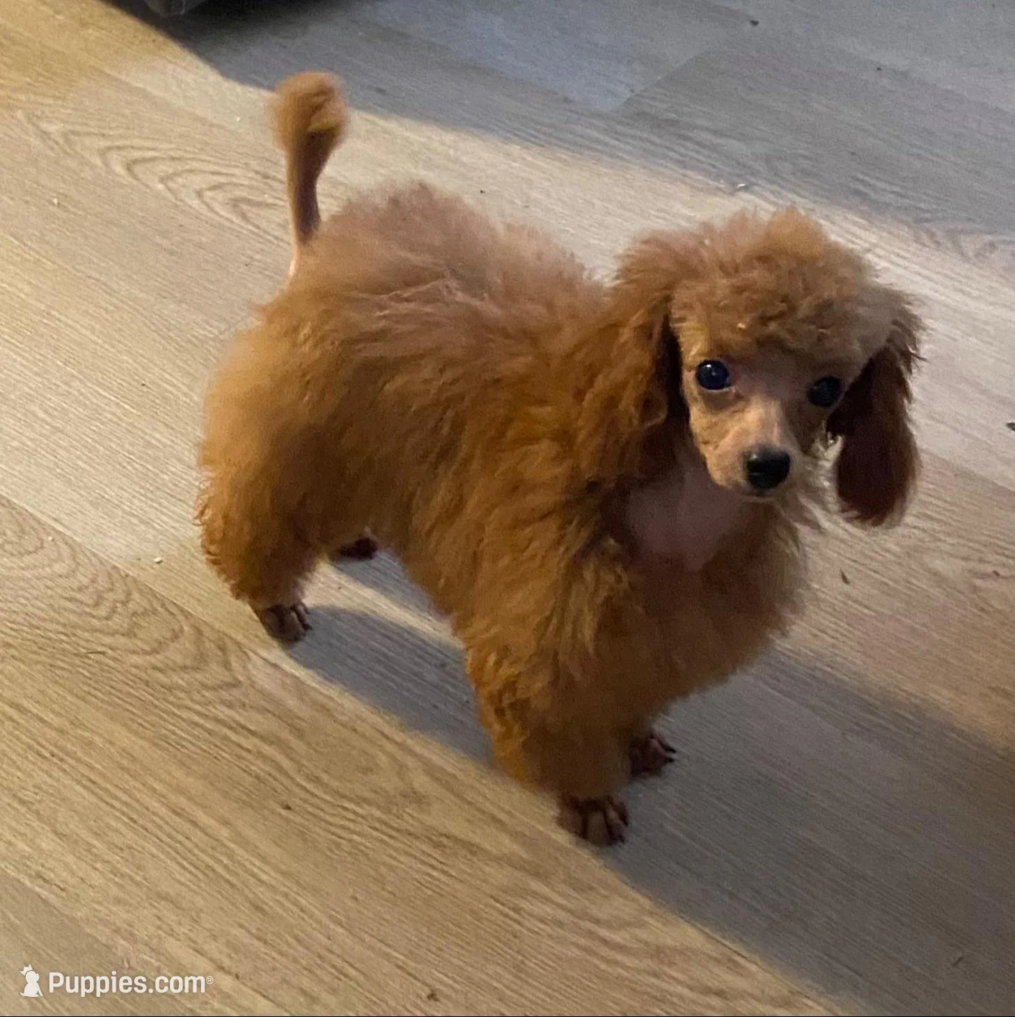 Red, a male Poodle - Toy  for sale in Atlanta, GA – Photo 4 of 5