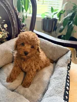 Green male, a male Poodle - Toy  for sale in Atlanta, GA – 3 of 9