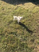 Snow White, a female Miniature Schnauzer for sale in Atlanta, GA – Photo 3 of 4