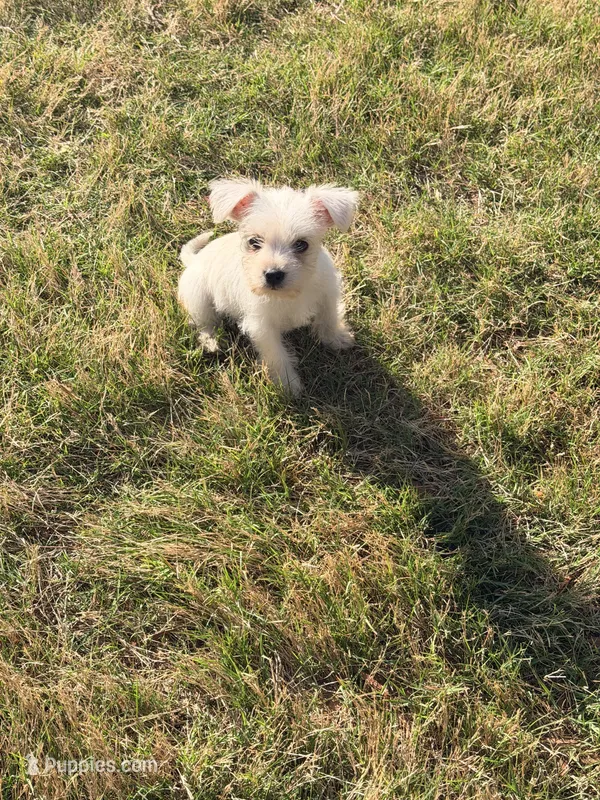 Snow White – Miniature Schnauzer puppy for sale in Atlanta, GA