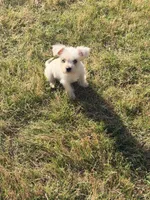Snow White, a female Miniature Schnauzer for sale in Atlanta, GA – Photo 1 of 4