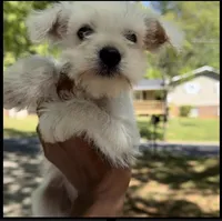 Snow White, a female Miniature Schnauzer for sale in Atlanta, GA – Photo 2 of 4