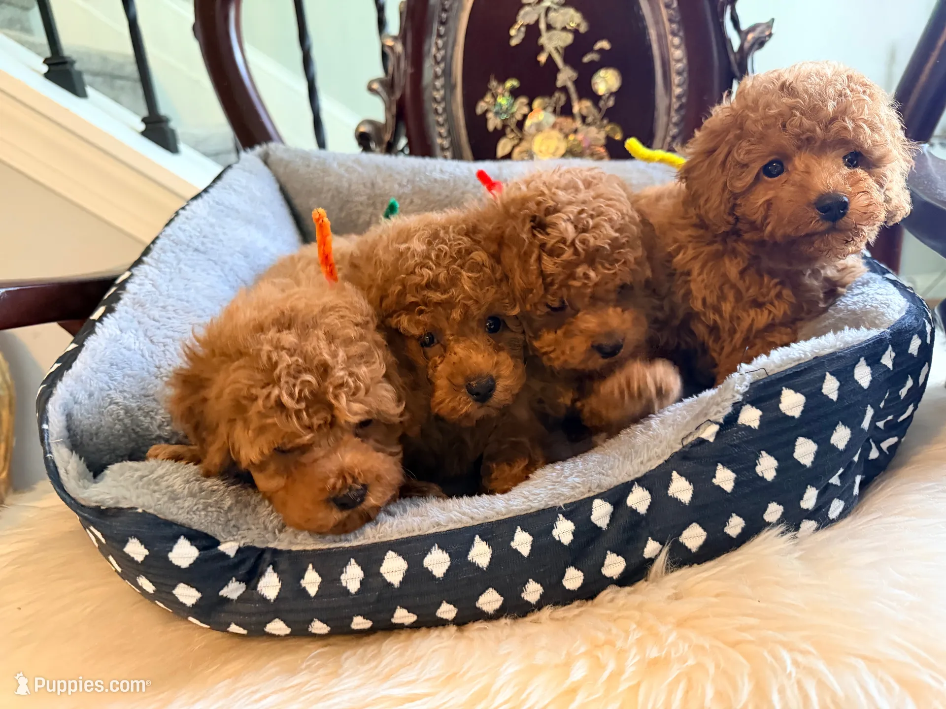 Yellow male, a male Poodle - Toy  for sale in Atlanta, GA – 2 of 6