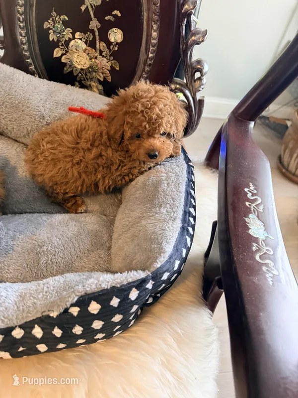 Red male – Poodle - Toy  puppy for sale in Atlanta, GA