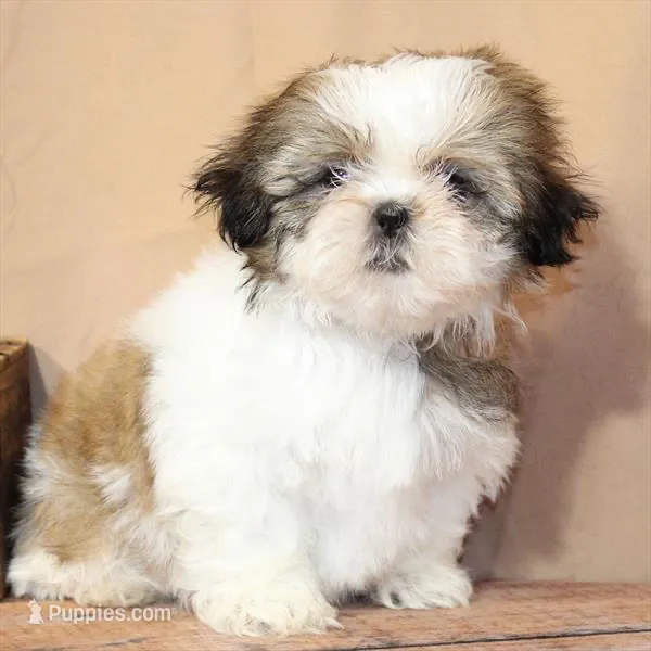 Goldie – Shih Tzu puppy for sale in Atlanta, GA