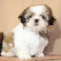 Goldie, a female Shih Tzu for sale in Atlanta, GA – 1 of 2