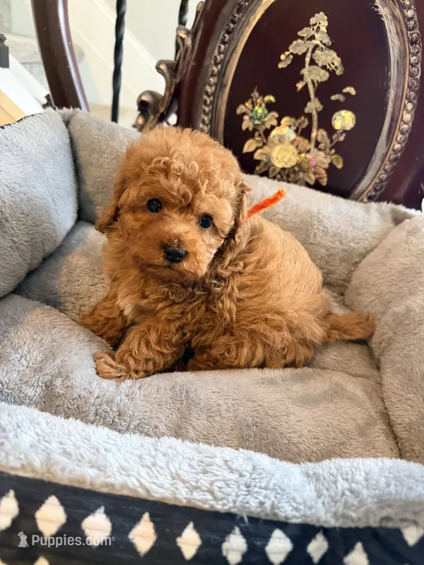 Orange male – Poodle - Toy  puppy for sale in Atlanta, GA