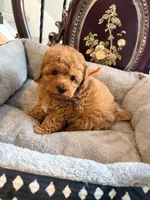 Orange male, a male Poodle - Toy  for sale in Atlanta, GA – 1 of 6