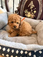 Orange male, a male Poodle - Toy  for sale in Atlanta, GA – 3 of 6