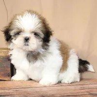 Goldie, a female Shih Tzu for sale in Atlanta, GA – 2 of 2