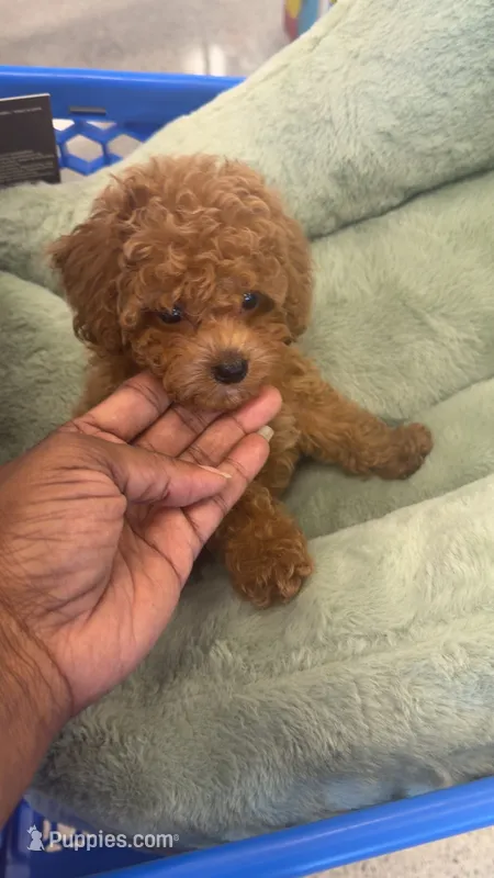 Red Toy – Poodle - Toy  puppy for sale in Atlanta, GA