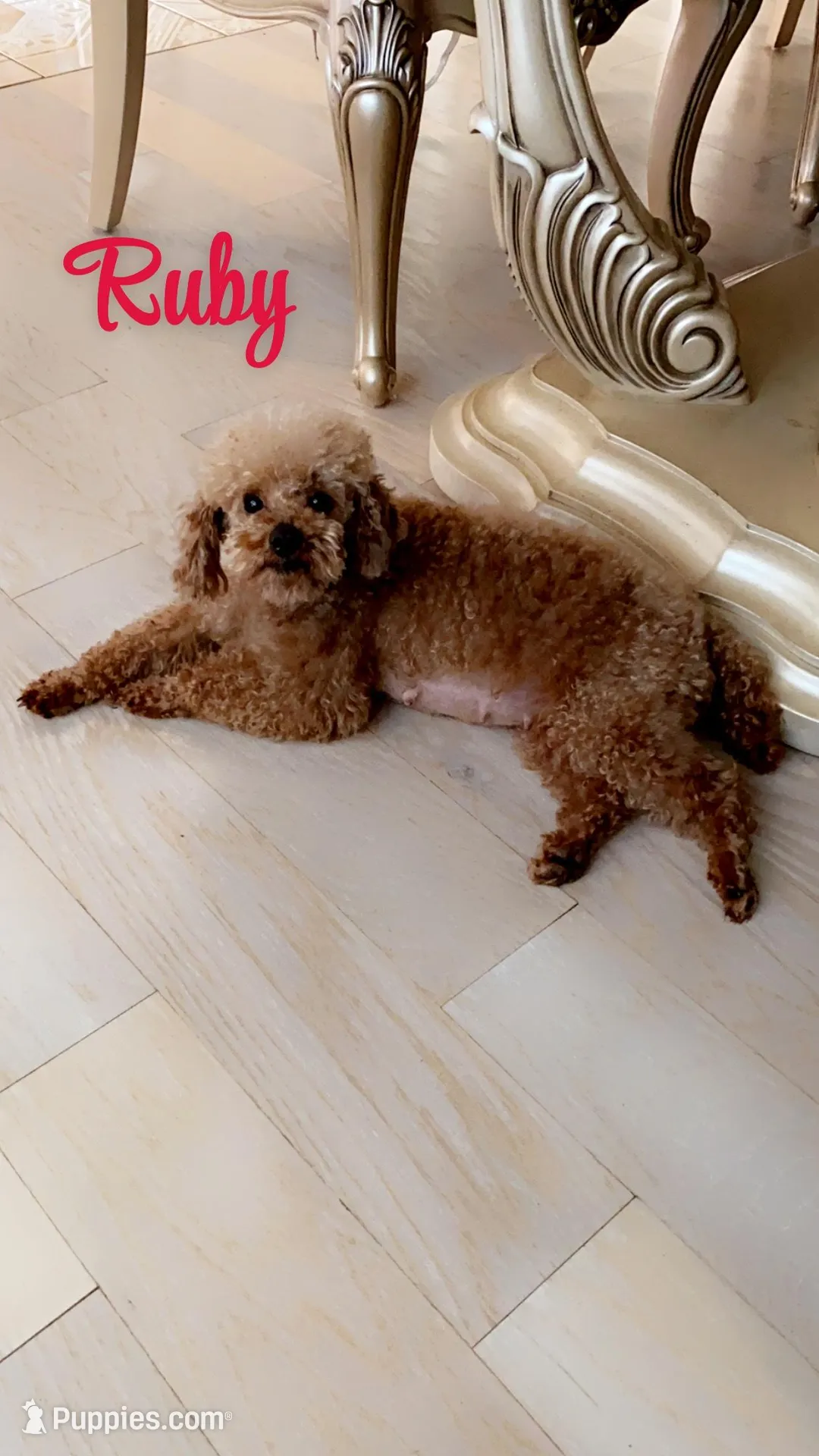 Red, a male Poodle - Toy  for sale in Atlanta, GA – Photo 5 of 5