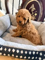 Green male, a male Poodle - Toy  for sale in Atlanta, GA – 7 of 9