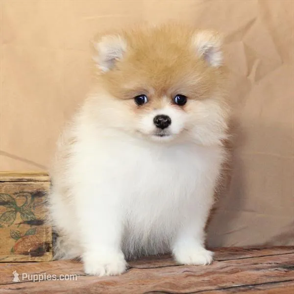 Furby – Pomeranian puppy for sale in Atlanta, GA