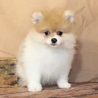Furby, a male Pomeranian for sale in Atlanta, GA – 1 of 2