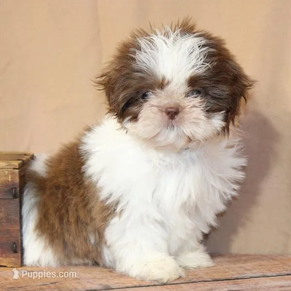 Coco – Shih Tzu puppy for sale in Atlanta, GA