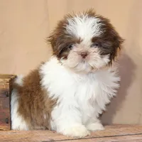Coco, a female Shih Tzu for sale in Atlanta, GA – 1 of 2