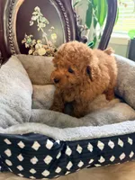 Green male, a male Poodle - Toy  for sale in Atlanta, GA – 6 of 9