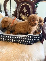 Red Toy, a  Poodle - Toy  for sale in Atlanta, GA – 5 of 10