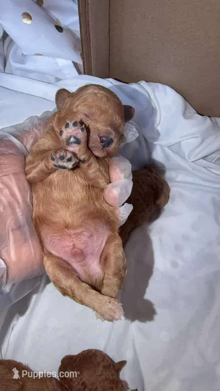 Red – Poodle - Toy  puppy for sale in Atlanta, GA