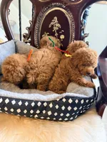 Yellow male, a male Poodle - Toy  for sale in Atlanta, GA – 6 of 6