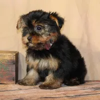Tinkerbell, a female Yorkshire Terrier for sale in Atlanta, GA – 2 of 2