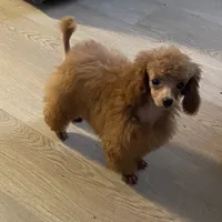Abbey , a female Poodle - Toy  for sale in Atlanta, GA – 3 of 5