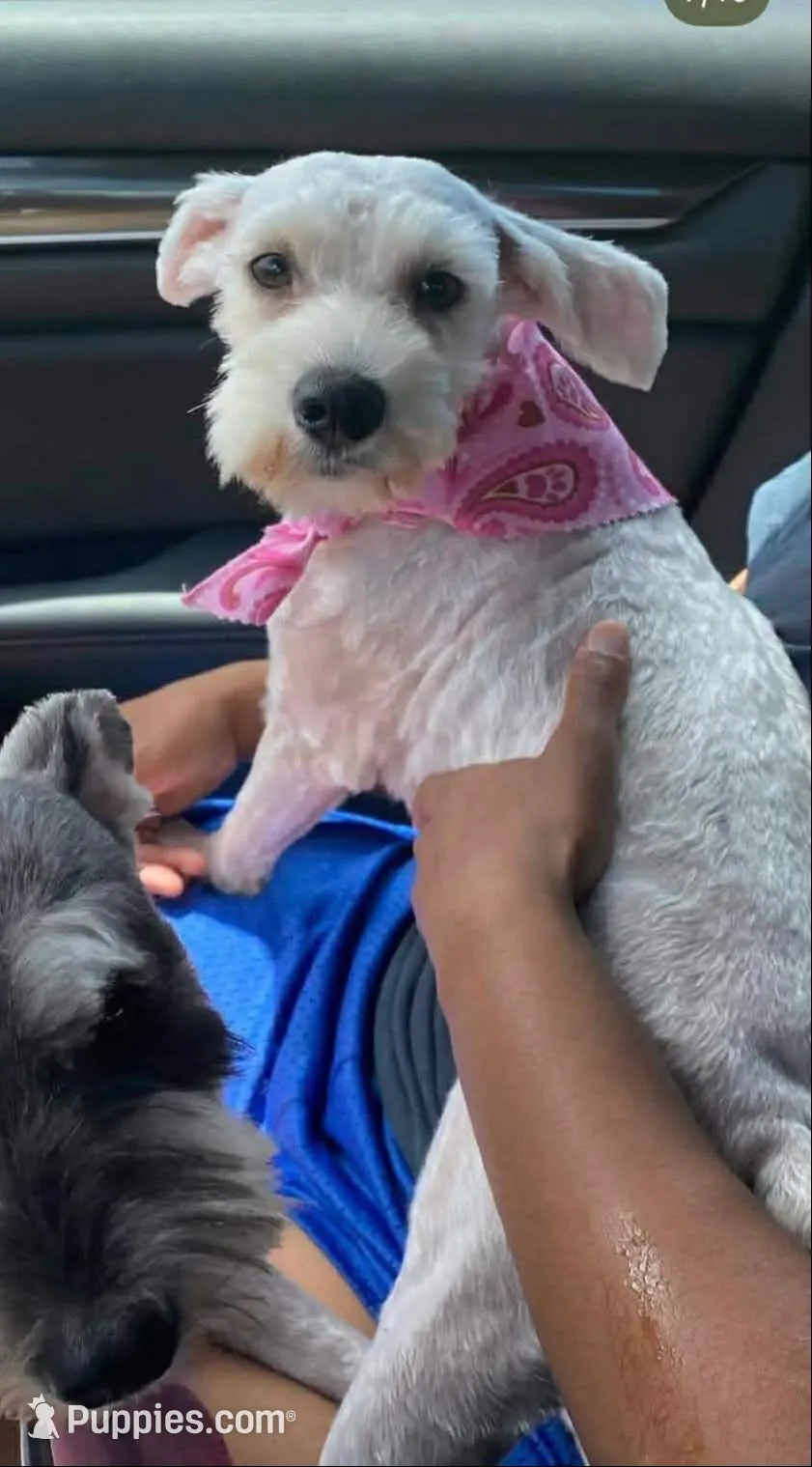 Snow White, a female Miniature Schnauzer for sale in Atlanta, GA – Photo 4 of 4