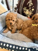 Orange male, a male Poodle - Toy  for sale in Atlanta, GA – 4 of 6