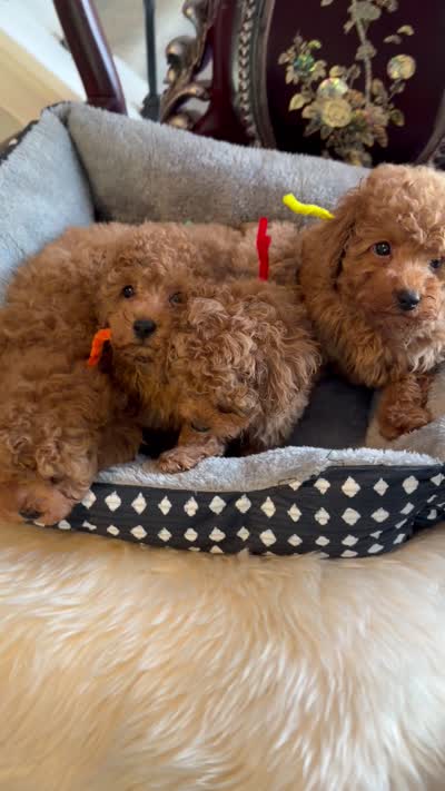 Red male, a male Poodle - Toy  for sale in Atlanta, GA – 9 of 10