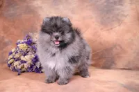 Red Merle, Toy, a male Pomapoo for sale in Atlanta, GA – Photo 9 of 10