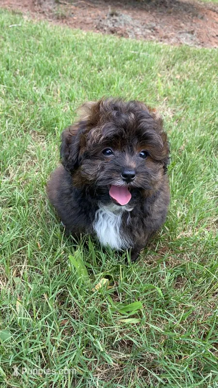 Red Merle, Toy – Pomapoo puppy for sale in Atlanta, GA